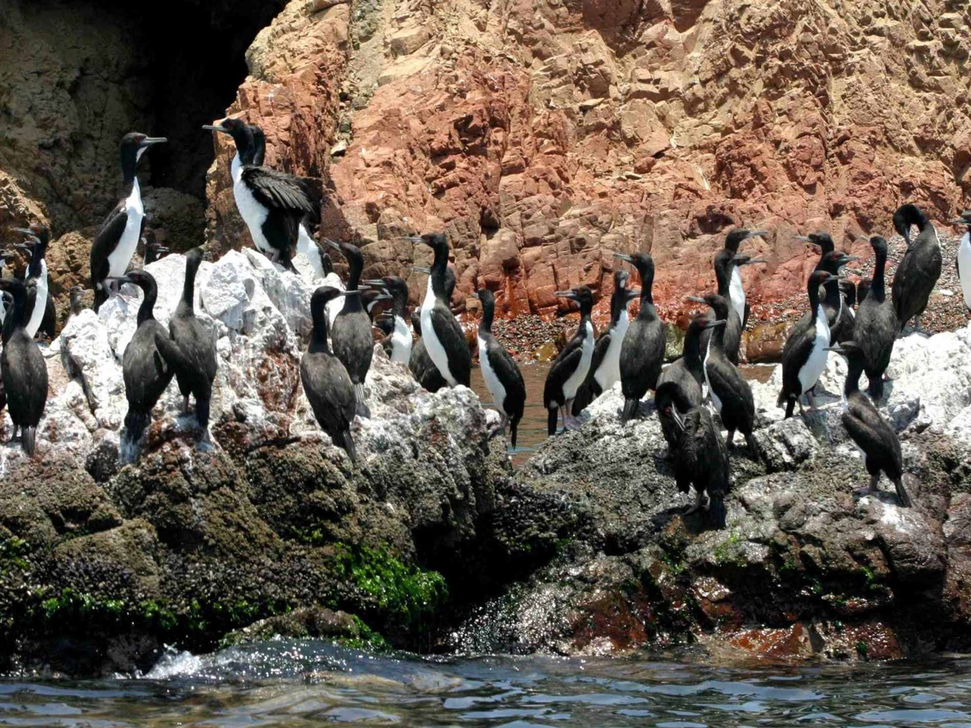 Tour Islas Ballestas y Candelabro desde Paracas 1 Dia