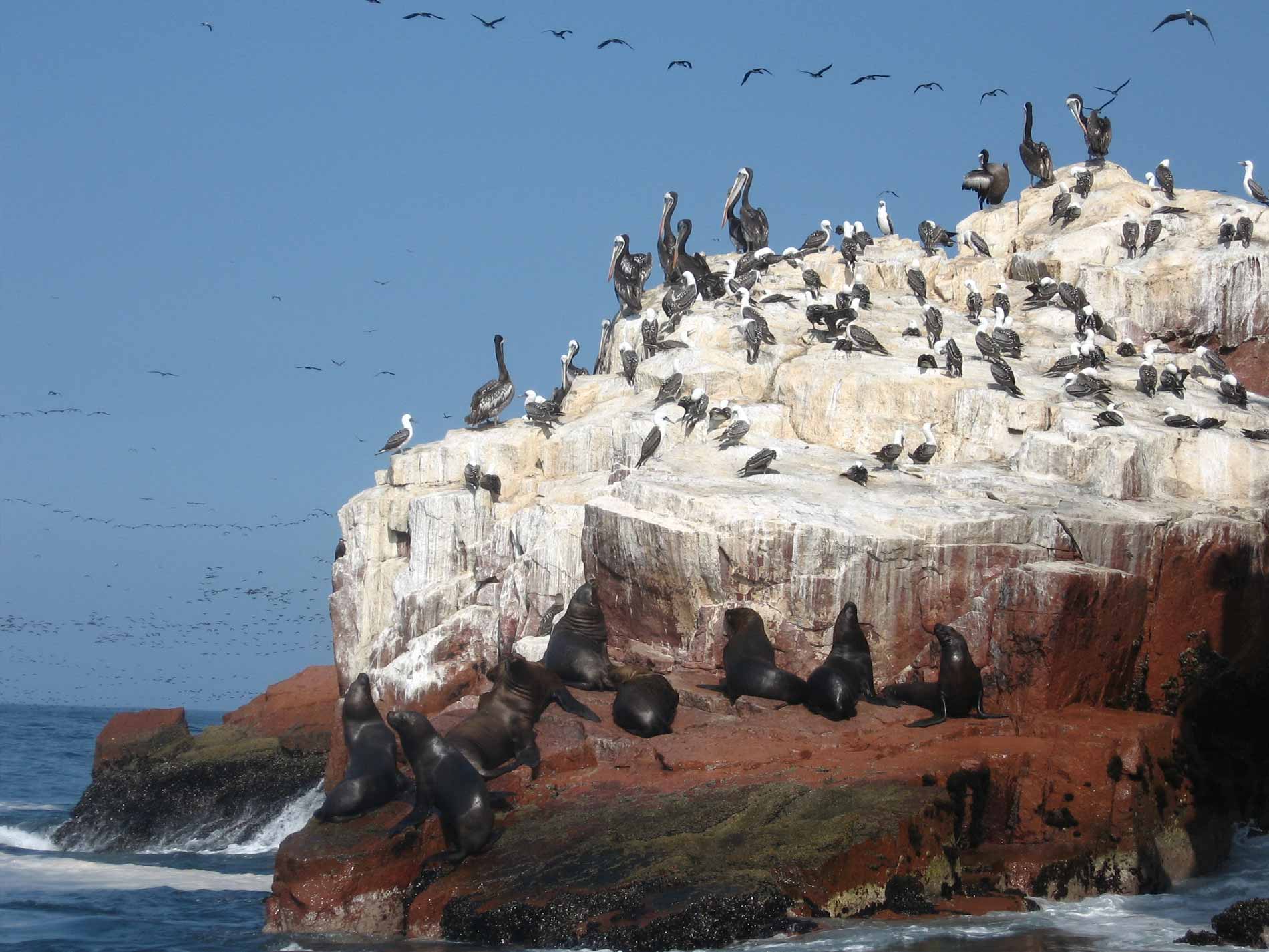 Tour Islas Ballestas y Candelabro desde Paracas 1 Dia