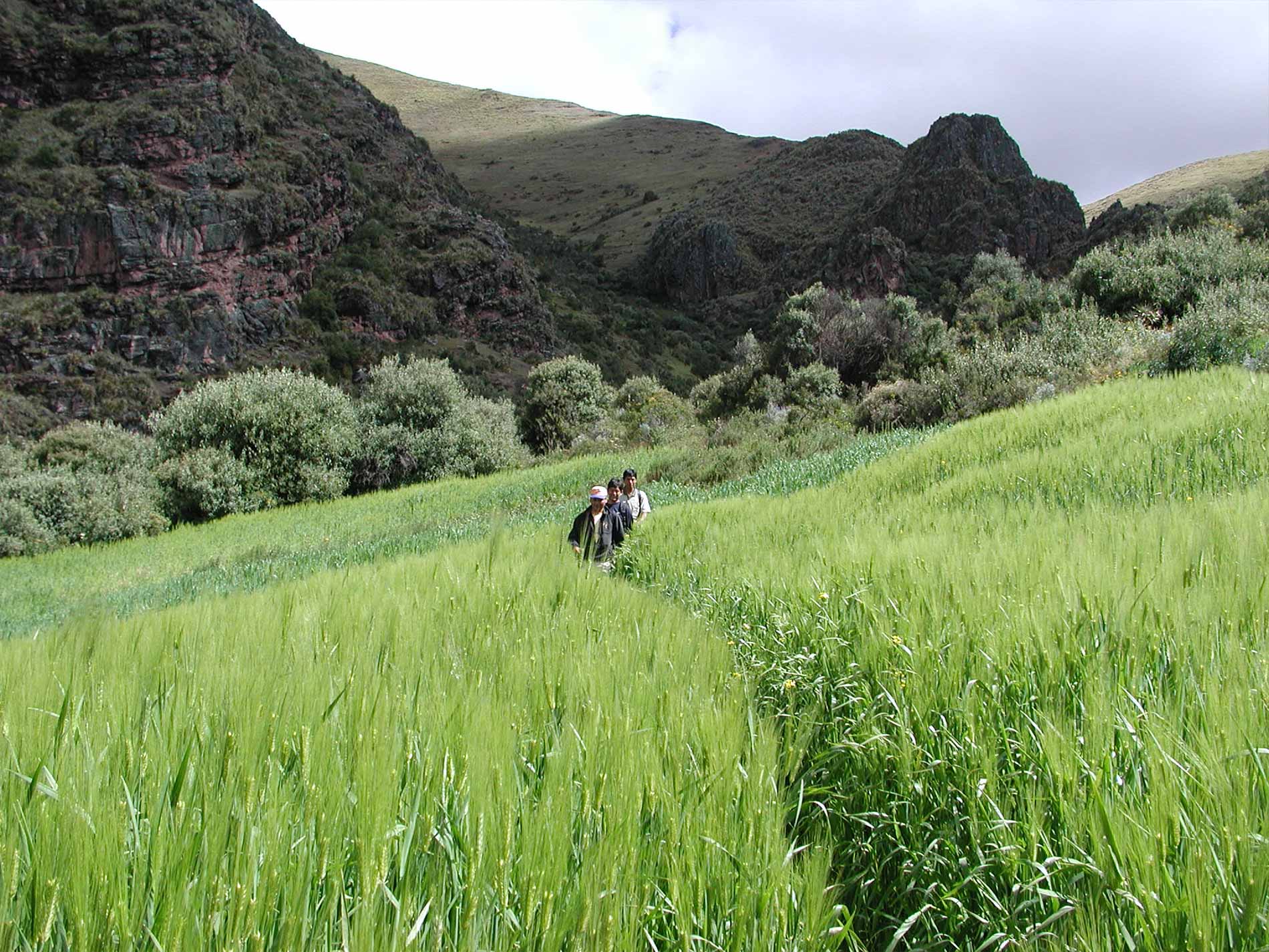 Trek Huchuy Qosqo 2 Dias / 1 Noche