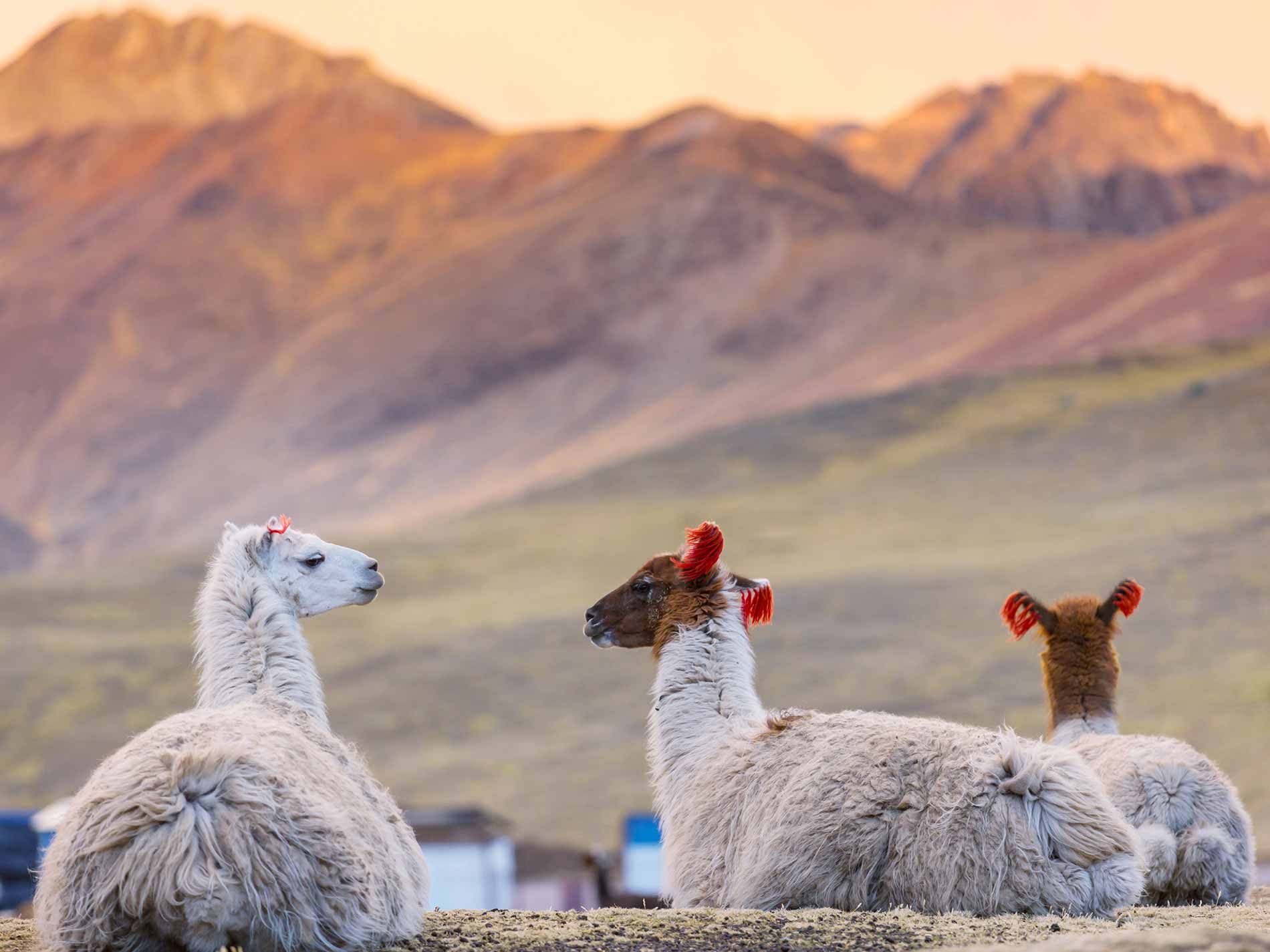 Excursión a la Cordillera Palcoyo