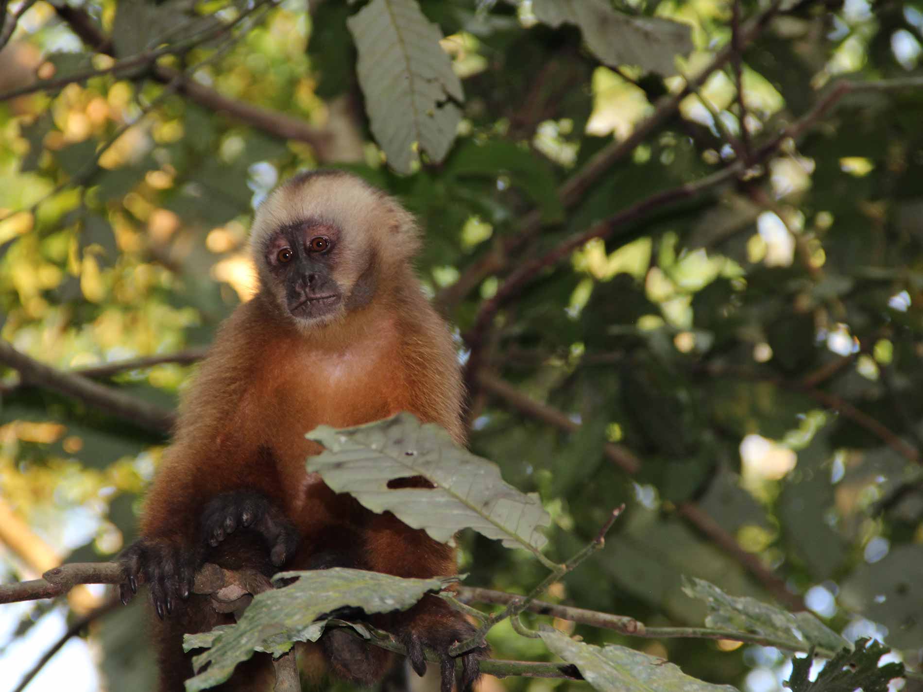 Tambopata Tours 4 Dias