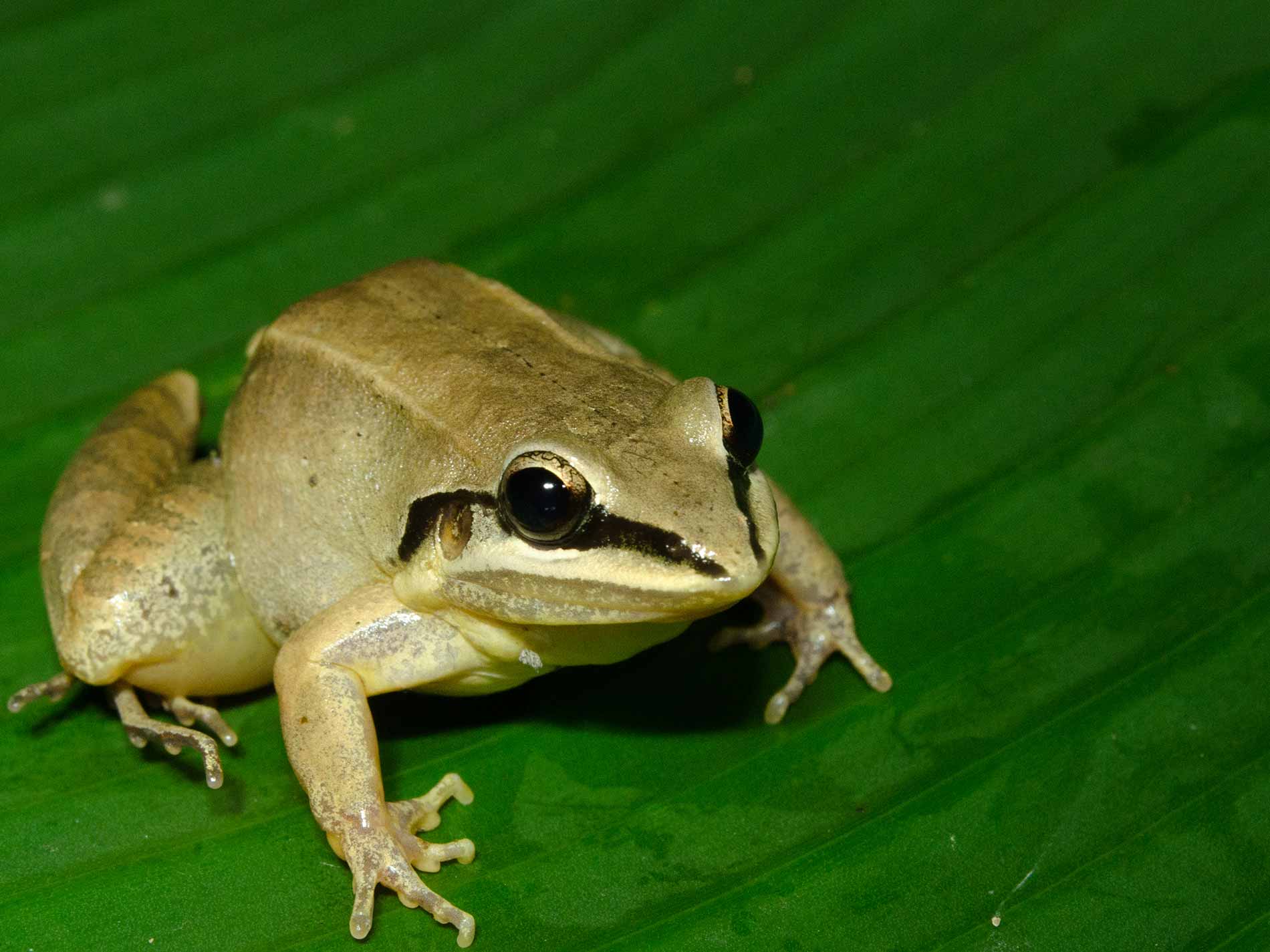 Tambopata Tours 4 Dias
