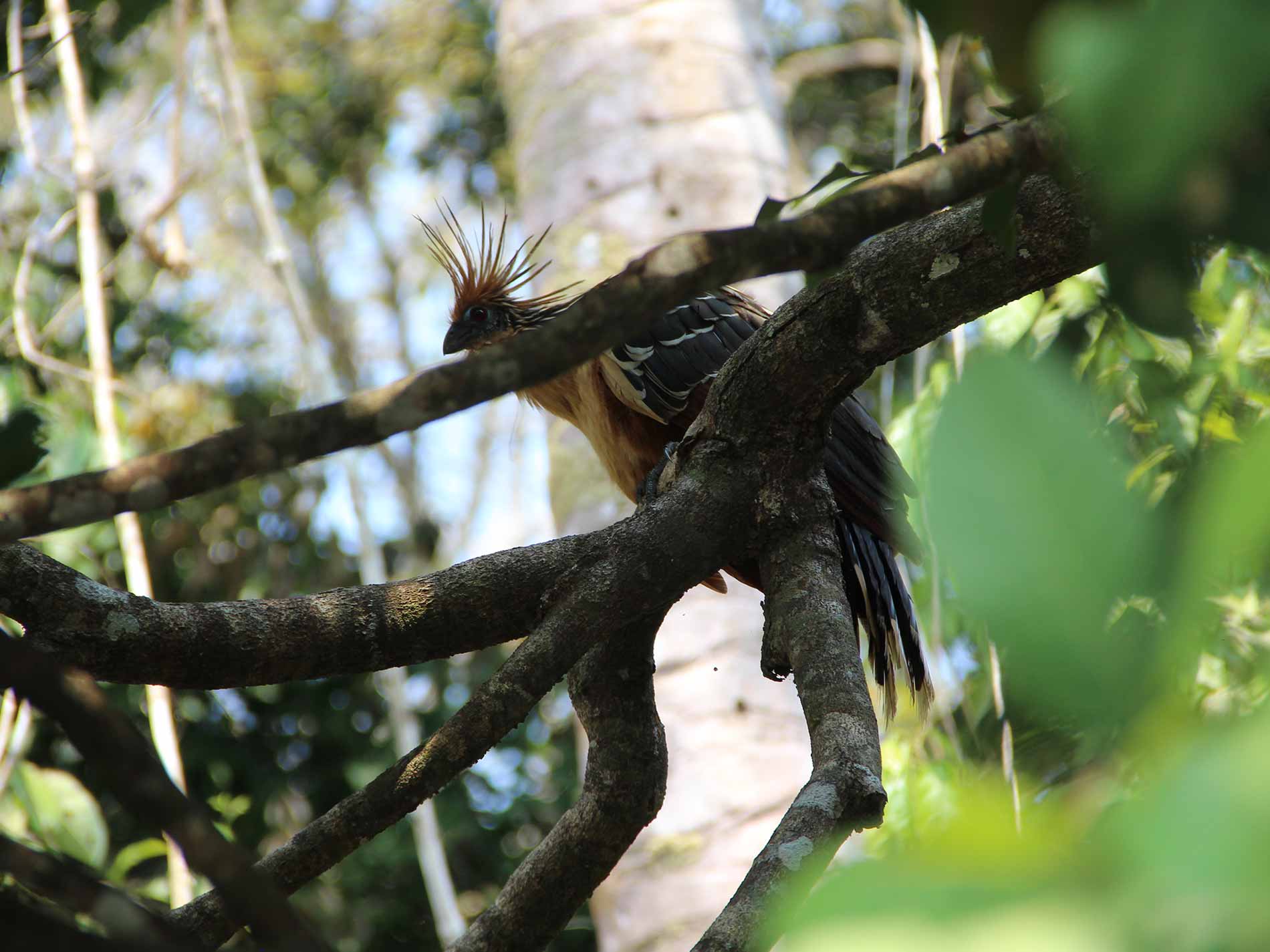 Tambopata Tours 4 Dias